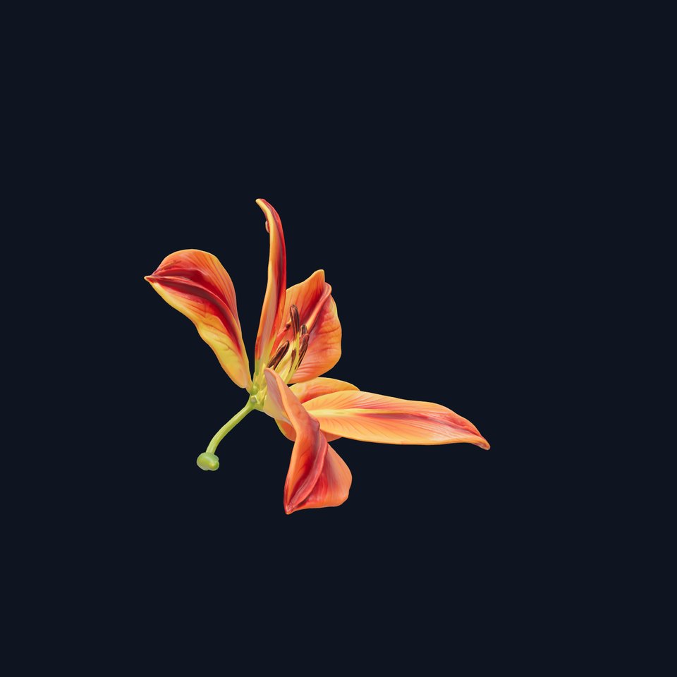 Asiatic Lily Bright Petal Texture model pack